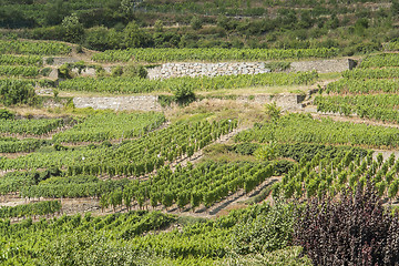 Image showing vineyards around Kaysersberg