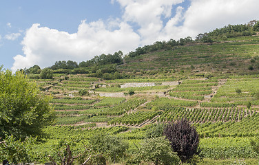 Image showing vineyards around Kaysersberg