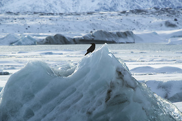 Image showing Raven sits on an ice block at Jokulsarlon, Iceland