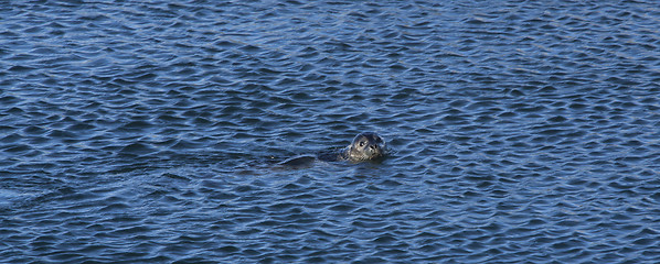 Image showing Seal in the Ocean