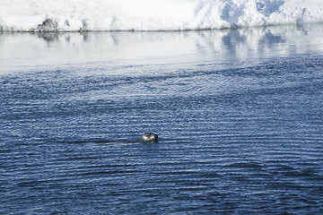 Image showing Seal swims at glacier lagoon Jokulsarlon, Iceland