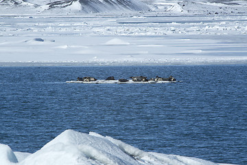 Image showing Seals swimming on an ice floe