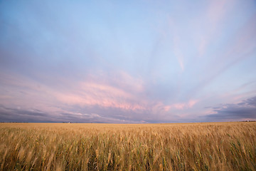 Image showing Harvest Landscape