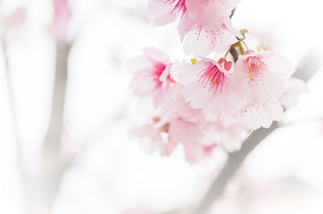 Image showing Sakura ( Cherry Blossom)