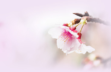 Image showing Sakura ( Cherry Blossom)