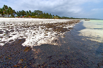 Image showing seaweed beach   in zanzibar   indian house