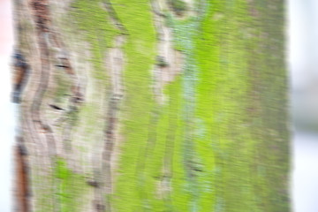 Image showing in england london old bark and abstract wood texture