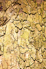 Image showing in   london old bark and abstract wood texture