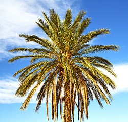 Image showing palm in the  desert oasi morocco sahara africa dune