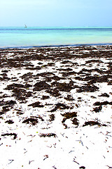 Image showing zanzibar beach  seaweed   indian ocean sailing