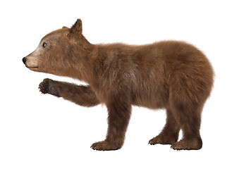 Image showing Brown Bear Cub