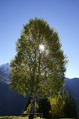 Image showing Birchtreesun