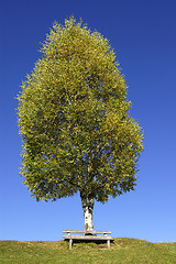 Image showing Birchtree