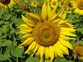 Image showing Sunflowers