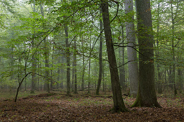 Image showing Monumental oak trees of Bialowieza Forest
