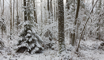 Image showing Winter landscape of natural forest with dead spruce trees