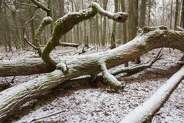 Image showing Part of old broken oak tree lying in winter