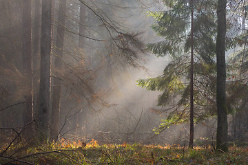 Image showing Autumnal misty morning in the forest
