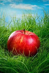 Image showing Apple on the grass