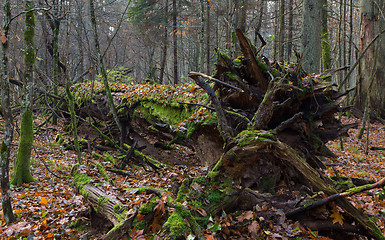 Image showing Old oak trees broken lying