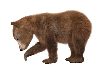 Image showing Brown Bear Cub