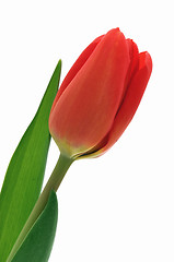 Image showing Nice, red, closeup tulip isolated background