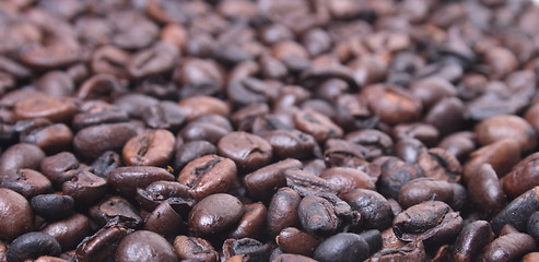 Image showing coffea