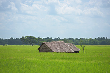 Image showing Farm house among rice fields in Myanmar