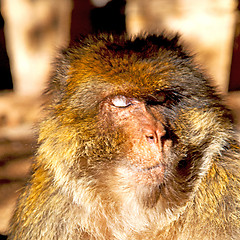 Image showing old monkey in africa morocco and natural background fauna close 