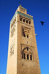 Image showing in maroc africa minaret and the bird