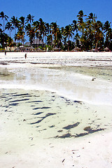 Image showing seaweed beach   in zanzibar  house  sky  and sailing