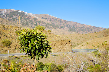 Image showing in ground africa morocco plant tree snow mountain