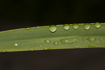 Image showing waterdrops