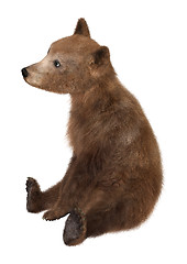 Image showing Brown Bear Cub