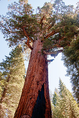 Image showing Giant Sequoia in Yosemite