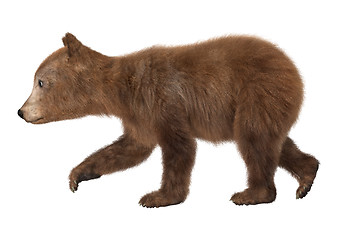 Image showing Brown Bear Cub