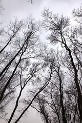 Image showing Bare trees