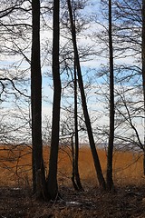 Image showing Bare trees