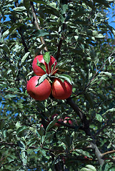 Image showing Apple tree