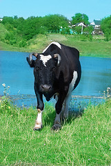 Image showing black cow with white spots