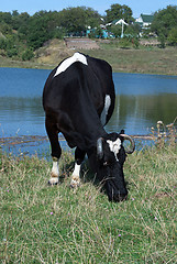 Image showing black cow