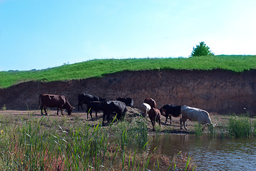Image showing cows graze