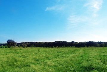 Image showing field trees