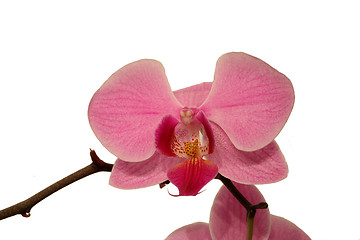 Image showing Orchid (Phalaenopsis)