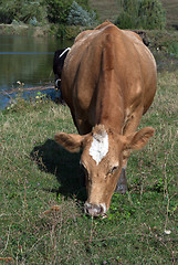 Image showing red cow