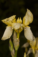 Image showing yellow iris