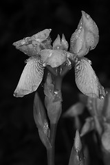 Image showing iris n black and white