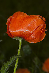 Image showing giant poppy