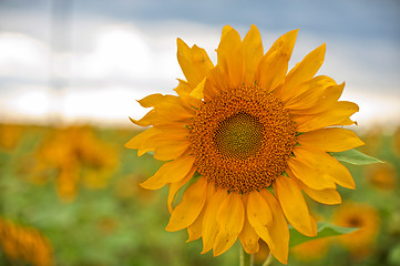 Image showing sunflowers