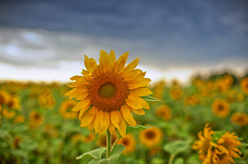 Image showing sunflowers